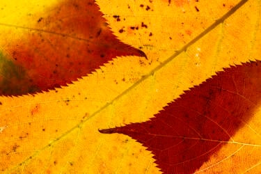 Ross Hoddinott | Nikon magazine