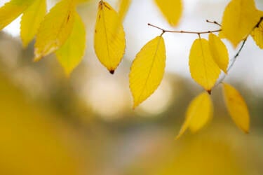 Ross Hoddinott | Nikon magazine