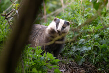 Nikon magazine - How to film wildlife at home with Hannah Stitfall